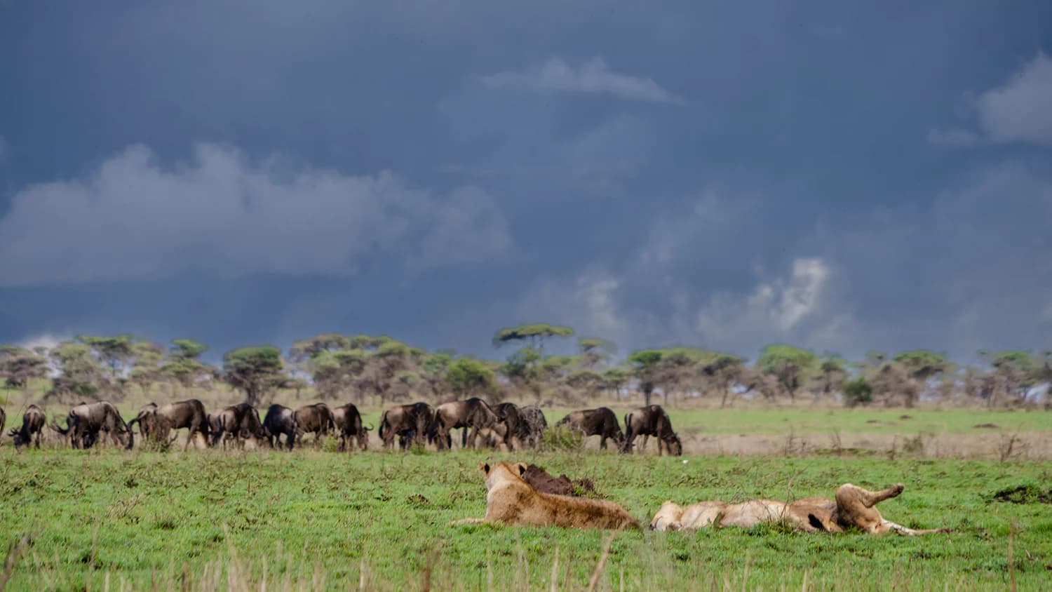 Arusha safari scenery